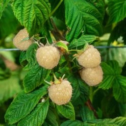 Snowbank White Blackberry Bush -Fast Growing Trees Shop Snowbank Blackberry 3