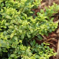 Soft Touch Holly Shrub -Fast Growing Trees Shop Soft Touch Holly 4