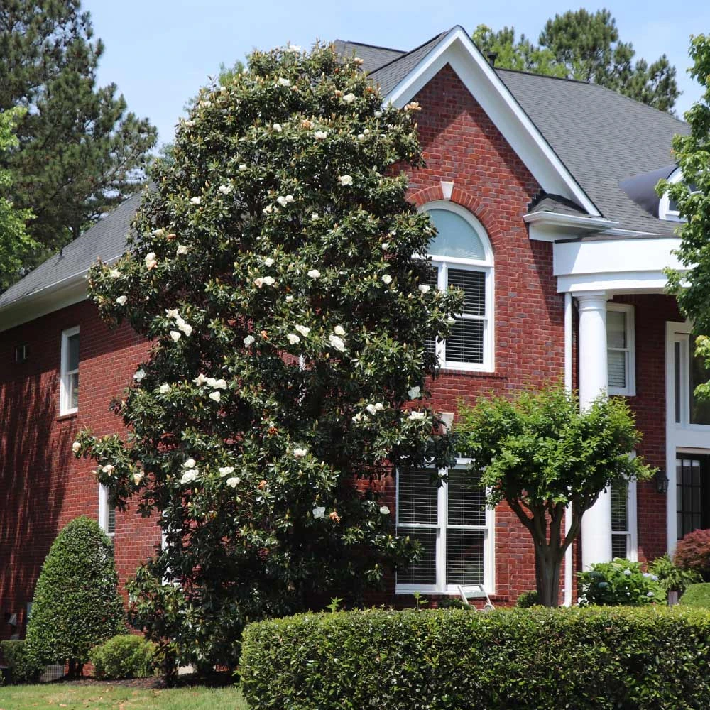 Southern Magnolia 2 Southern Magnolia - Image 2