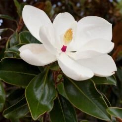 Southern Magnolia 7 Southern Magnolia -Fast Growing Trees Shop Southern Magnolia 8 FGT