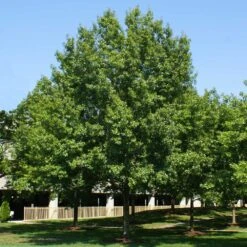 Southern Red Oak Tree -Fast Growing Trees Shop Southern Red Oak 2