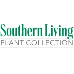 Little Miss Figgy™ Tree - USDA Organic -Fast Growing Trees Shop Southn Living 1000x1000 45f48e7d 3cc2 4ba6 b4e3 ad493e8331a9