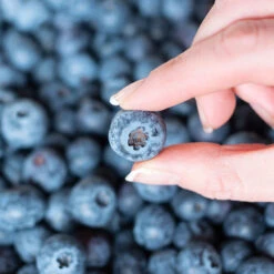 Spartan Blueberry Bush 9 Spartan Blueberry Bush -Fast Growing Trees Shop Spartan Blueberry 5 FGT