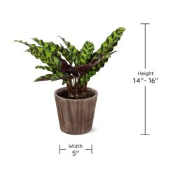 Calathea Rattlesnake With Decorative Pot -Fast Growing Trees Shop Specs
