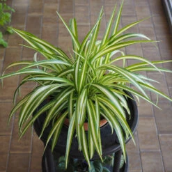 Spider Plant 8 Spider Plant -Fast Growing Trees Shop Spider Plant 1
