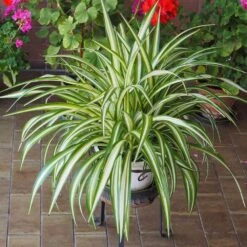 Spider Plant 7 Spider Plant -Fast Growing Trees Shop Spider Plant 2