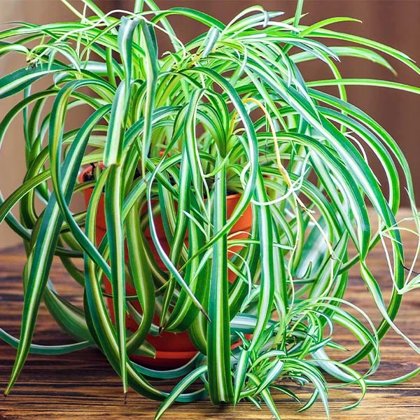 Spider Plant 1 Spider Plant