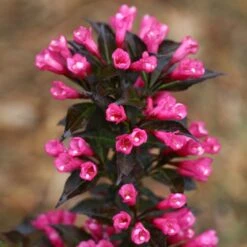 Spilled Wine® Weigela Shrub -Fast Growing Trees Shop Spilled Wine Weigela 4 FGT