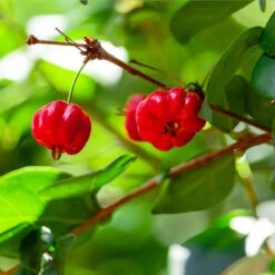 Star Cherry Tree (Pitanga) -Fast Growing Trees Shop Star Cherry 1 FGT