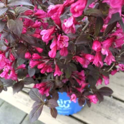 Stunner® Weigela -Fast Growing Trees Shop Stunner weigela 1