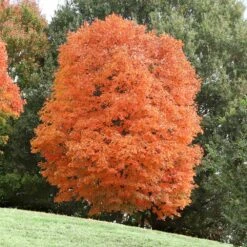 Sugar Maple Tree -Fast Growing Trees Shop Sugar Maple 3