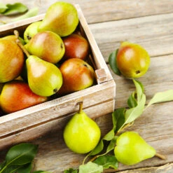 Summercrisp Pear Tree -Fast Growing Trees Shop Summercrisp Pear 3 FGT