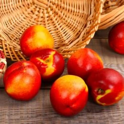 Sunglo Nectarine Tree 6 Sunglo Nectarine Tree -Fast Growing Trees Shop Sunglo Nectarine 2