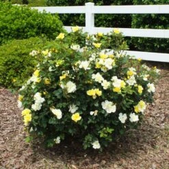 Sunny Knock Out® Rose 11 Sunny Knock Out® Rose -Fast Growing Trees Shop Sunny knockout rose Shrub 1 FGT