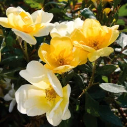 Sunny Knock Out® Rose 8 Sunny Knock Out® Rose -Fast Growing Trees Shop Sunny knockout rose Shrub 3 FGT