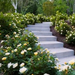 Sunny Knock Out® Rose 9 Sunny Knock Out® Rose -Fast Growing Trees Shop Sunny knockout rose Shrub 7 FGT