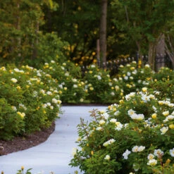 Sunny Knock Out® Rose 10 Sunny Knock Out® Rose -Fast Growing Trees Shop Sunny knockout rose Shrub 8 FGT