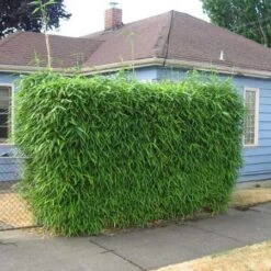 Sunset Glow Bamboo -Fast Growing Trees Shop Sunset Glow Bamboo 2 450w