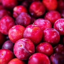 Superior Plum Tree 8 Superior Plum Tree -Fast Growing Trees Shop Superior Plum 3