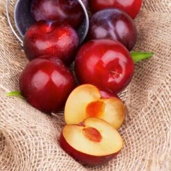 Superior Plum Tree 11 Superior Plum Tree -Fast Growing Trees Shop Superior Plum 4