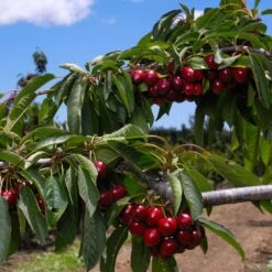 4-in-1 Cherry Surprise Tree -Fast Growing Trees Shop Surprise Cherry FGT 2 b4c5cf71 2def 4f61 ba62 510df2fbc6a1