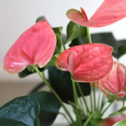 Pink Anthurium -Fast Growing Trees Shop Sweet Dream Pink Anthurium 1