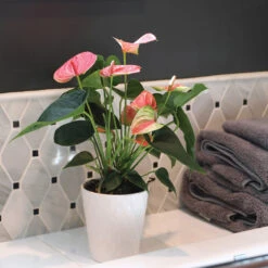 Pink Anthurium -Fast Growing Trees Shop Sweet Dream Pink Anthurium 2