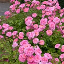 Sweet Drift® Rose -Fast Growing Trees Shop Sweet Drift Rose 1