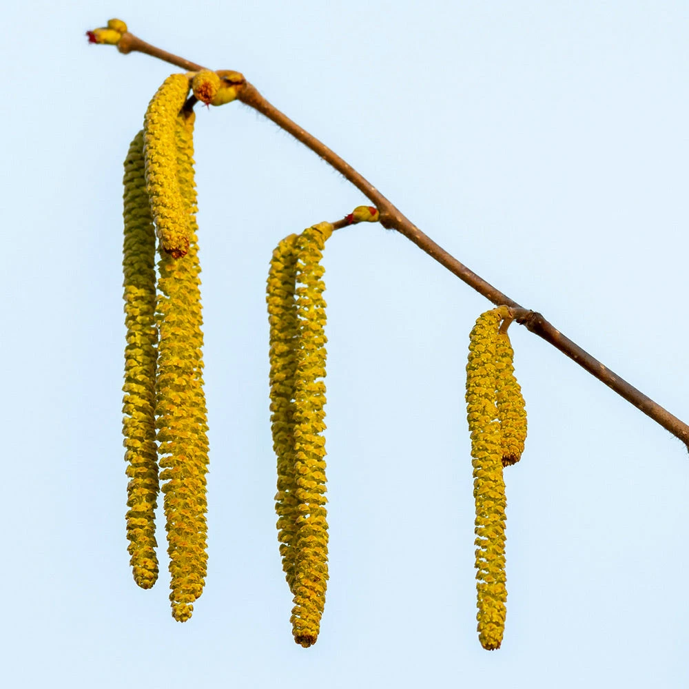 Theta Filbert Hazelnut 5 Theta Filbert Hazelnut - Image 5