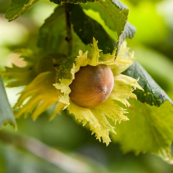 Theta Filbert Hazelnut 1 Theta Filbert Hazelnut