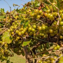 Tara Scuppernong Grape 6 Tara Scuppernong Grape -Fast Growing Trees Shop Tara muscadine Grapes 1