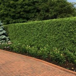 'Techny' Cold Hardy Thuja Tree 5 'Techny' Cold Hardy Thuja Tree -Fast Growing Trees Shop Techny Thuja 2