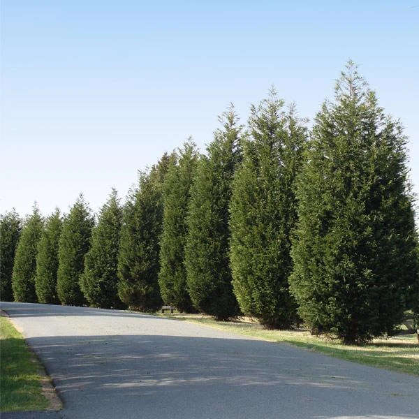 'Techny' Cold Hardy Thuja Tree 1 'Techny' Cold Hardy Thuja Tree