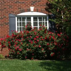 The Grand Champion™ Rose 6 The Grand Champion™ Rose -Fast Growing Trees Shop The Grand Champion Rose 1