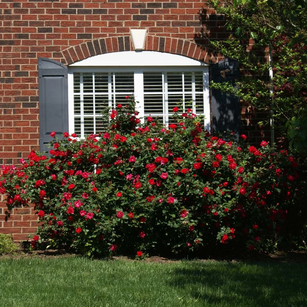 The Grand Champion™ Rose 3 The Grand Champion™ Rose - Image 3