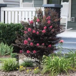 Thunderstruck™ Coral Boom™ Crape Myrtle Tree -Fast Growing Trees Shop Thunderstruck Coral Bloom 6