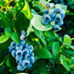 Tifblue Blueberry - USDA Organic 9 Tifblue Blueberry - USDA Organic -Fast Growing Trees Shop TifBlue Blueberry 1 4abf087f 55f9 47be 9859 69b1a07bf8d8