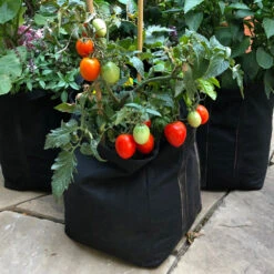 Patio Tomato Garden -Fast Growing Trees Shop Tomato Garden kit 1