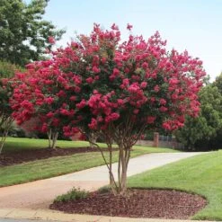 Tonto Crape Myrtle Tree -Fast Growing Trees Shop Tonto Crape Myrtle 2