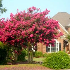 Fast Growing Trees Shop 54 Fast Growing Trees Shop -Fast Growing Trees Shop Tonto Crape Myrtle 4 FGT