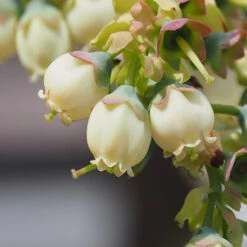 Top Hat Blueberry Bush -Fast Growing Trees Shop TopHat BLueberry 3