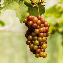 Triumph Muscadine Grapes -Fast Growing Trees Shop Triumph Muscadine 1