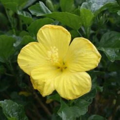 Yellow Tropical Hibiscus Tree -Fast Growing Trees Shop Tropical Hibiscus Yellow 3