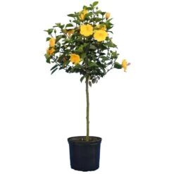 Yellow Tropical Hibiscus Tree -Fast Growing Trees Shop Tropical Hibiscus Yellow 4