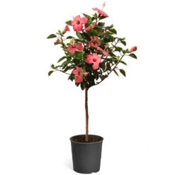 Pink Tropical Hibiscus Tree 9 Pink Tropical Hibiscus Tree -Fast Growing Trees Shop Tropical Pink Hibiscus 2