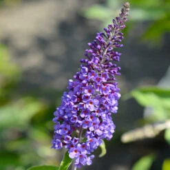 True Blue Butterfly Bush (Tree Form) 9 True Blue Butterfly Bush (Tree Form) -Fast Growing Trees Shop True Blue Butterfly 3 BB
