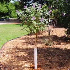 True Blue Butterfly Bush (Tree Form) 7 True Blue Butterfly Bush (Tree Form) -Fast Growing Trees Shop True Blue Butterfly 5