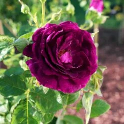 Twilight Rose Shrub -Fast Growing Trees Shop Twilight Rose Shrub 1