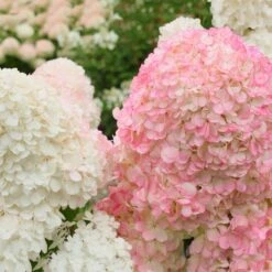 Vanilla Strawberry™ Hydrangea Shrub -Fast Growing Trees Shop Vanilla Strawberry Hydrangea 2 FGT