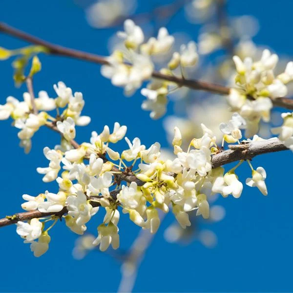 Vanilla Twist Redbud Tree 1 Vanilla Twist Redbud Tree